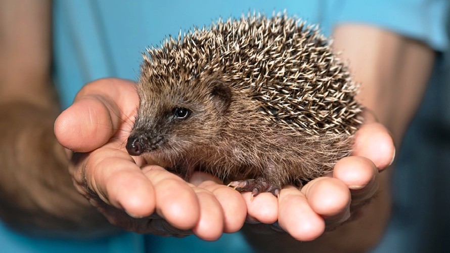 Risultati immagini per riccio veterinario