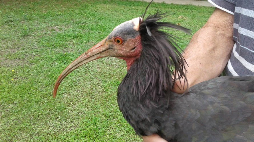 Foto