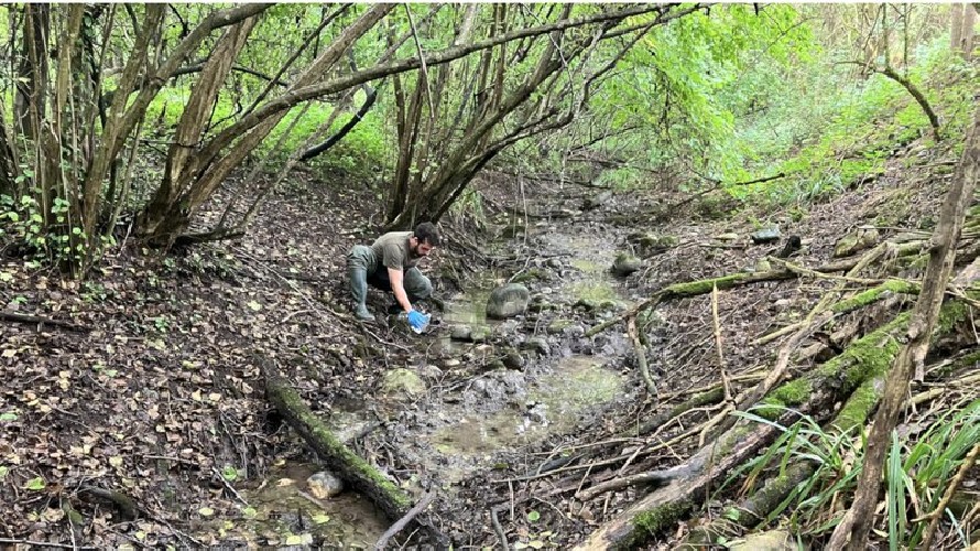 Un fiume può raccontare chi lo attraversa? Nella Granda si cercano le tracce di lontra e puzzola