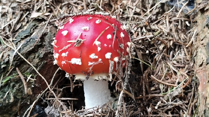 Foto